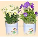 Gift Can Plants